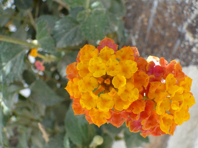 Bloemen (1).JPG